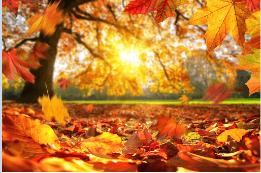 fall-1.png